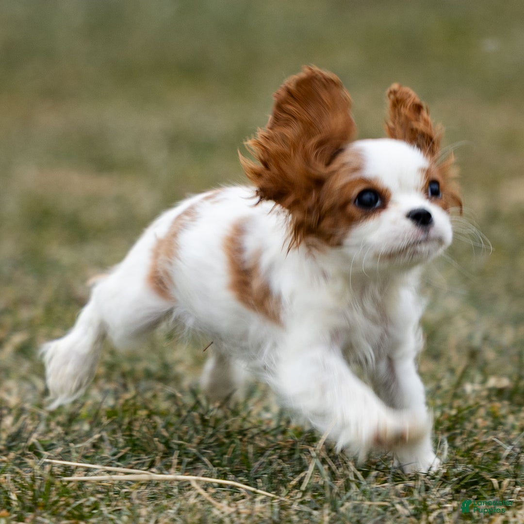 Cavalier King Charles Spaniel dogs for sale: Zizi - Ad 2