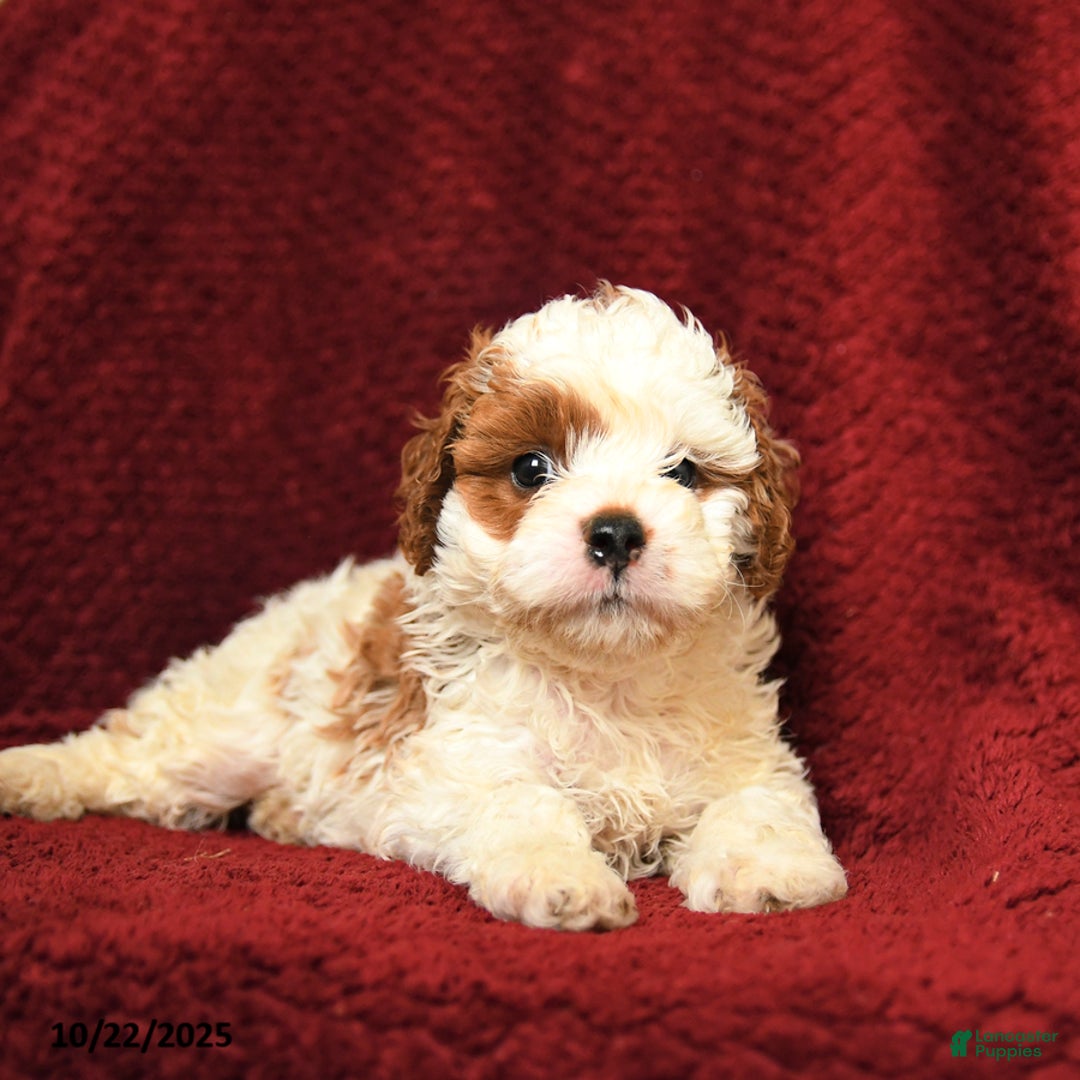 Cavapoo dogs for sale: Patch  - Ad 3