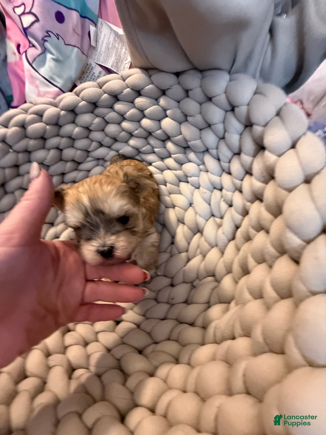 Morkie dogs for sale: TEACUP JOY  - Ad 3