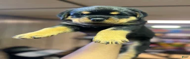 Rottweiler 3