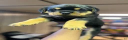 Rottweiler dogs for sale: Rottweiler 3 - Ad 1