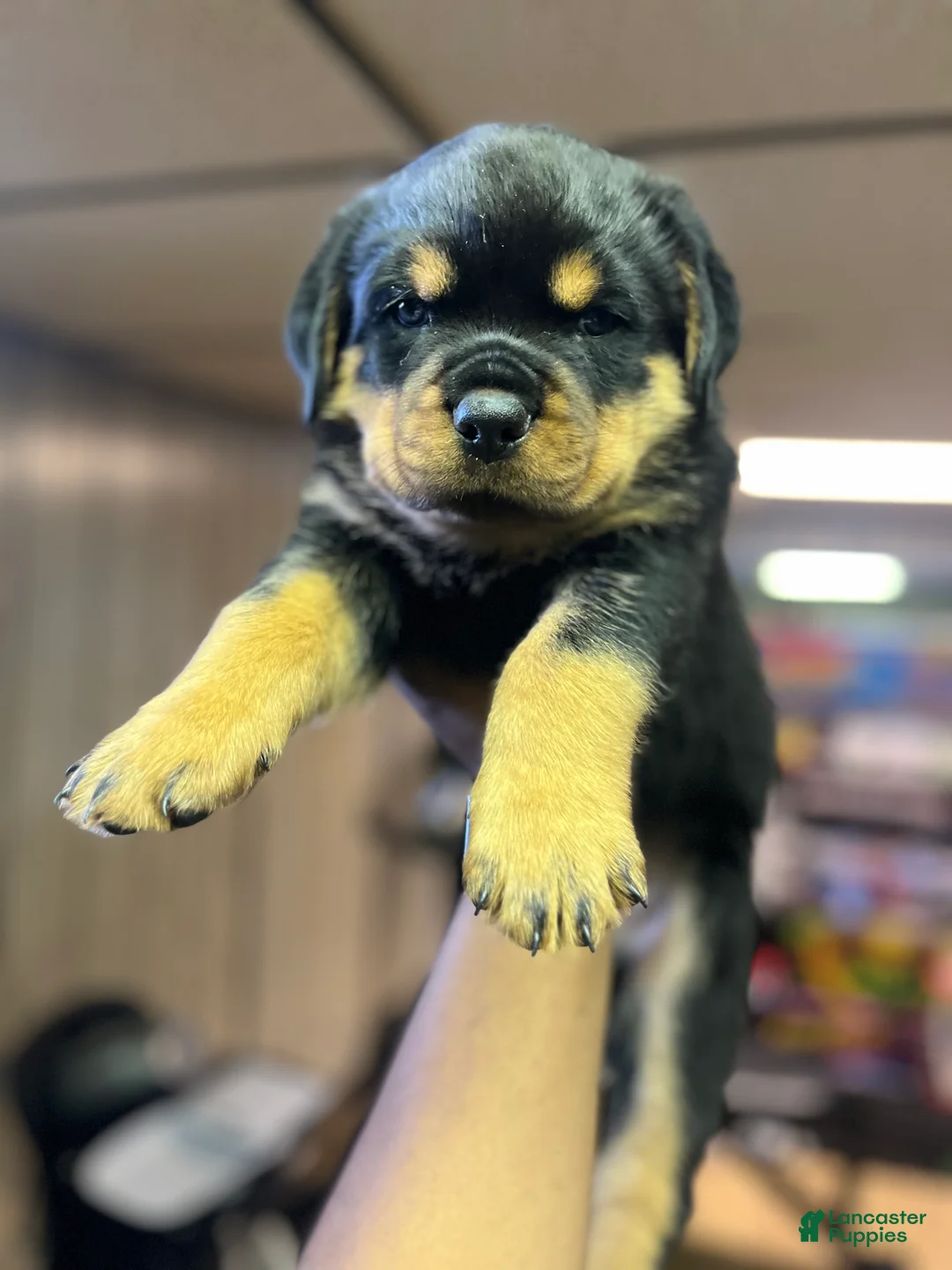 Rottweiler dogs for sale: Rottweiler 3 - Ad 1