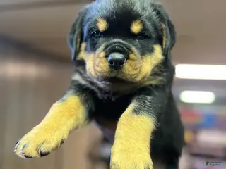 Rottweiler dogs Rottweiler 3 - Ad 42