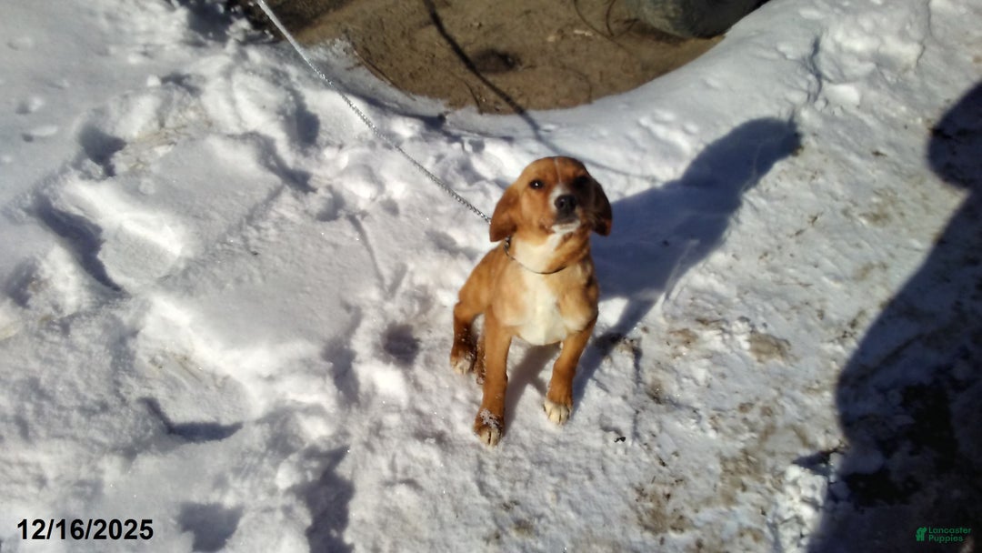 Mixed Breed dogs for sale:  Sheila - Ad 4