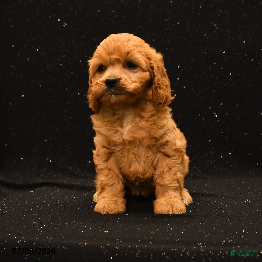 Cavapoo dogs Nova - Ad 2