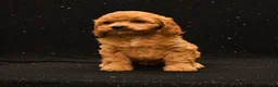 Cavapoo dogs for sale: Nova - Ad 2