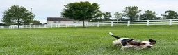 Basset Hound dogs for sale: Mabel - Ad 3