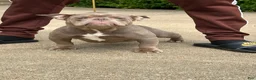 American Bully dogs for sale: Princess cherry - Ad 2