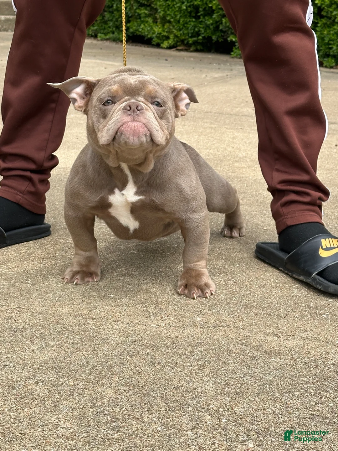 American Bully dogs for sale: Princess cherry - Ad 2