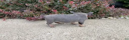 French Bulldog dogs for sale: Daisy - Ad 8