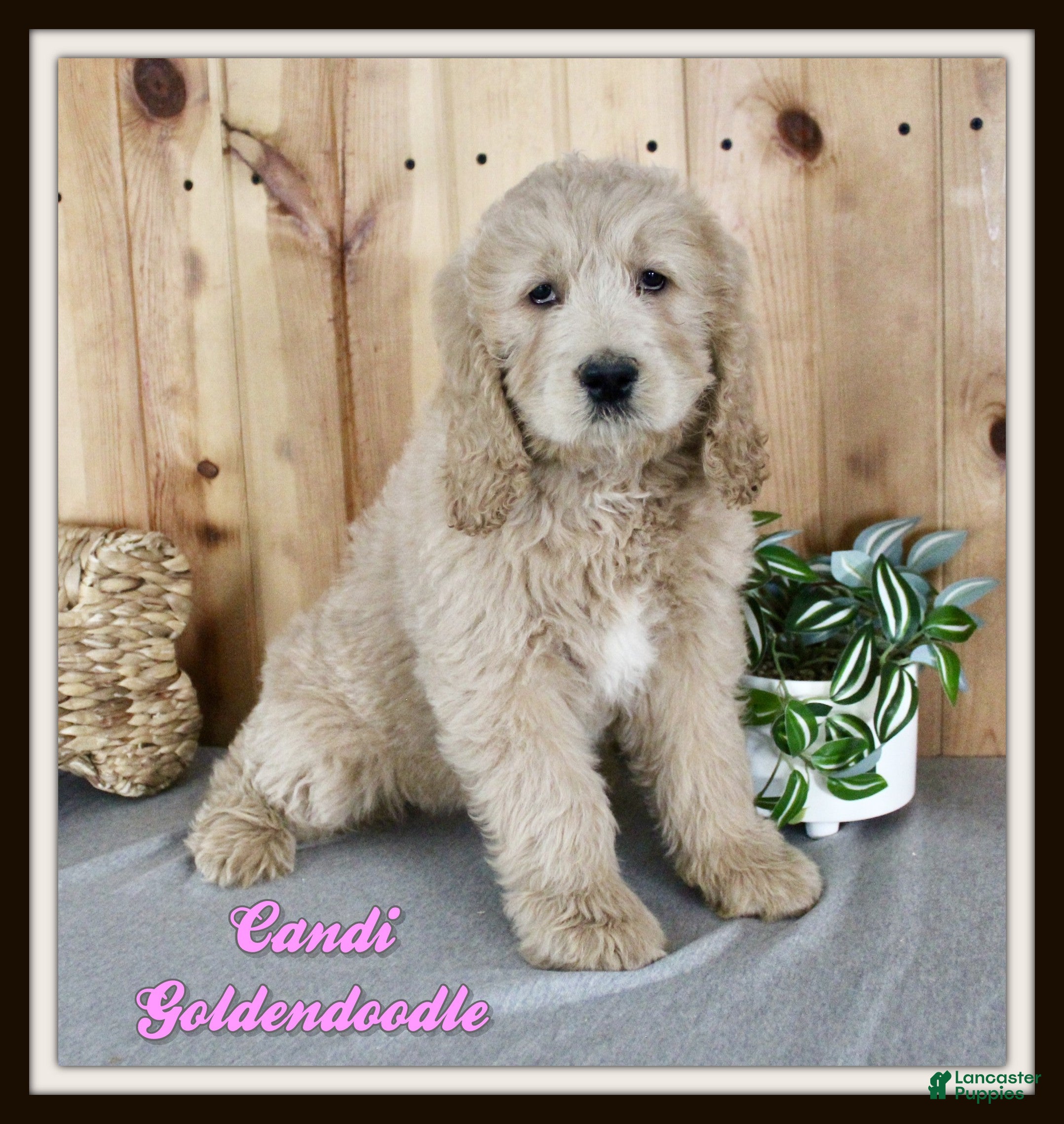 Goldendoodle dogs Candi - Ad 22