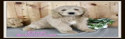 Goldendoodle dogs for sale: Candi - Ad 1