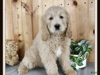 Goldendoodle dogs Candi - Ad 28