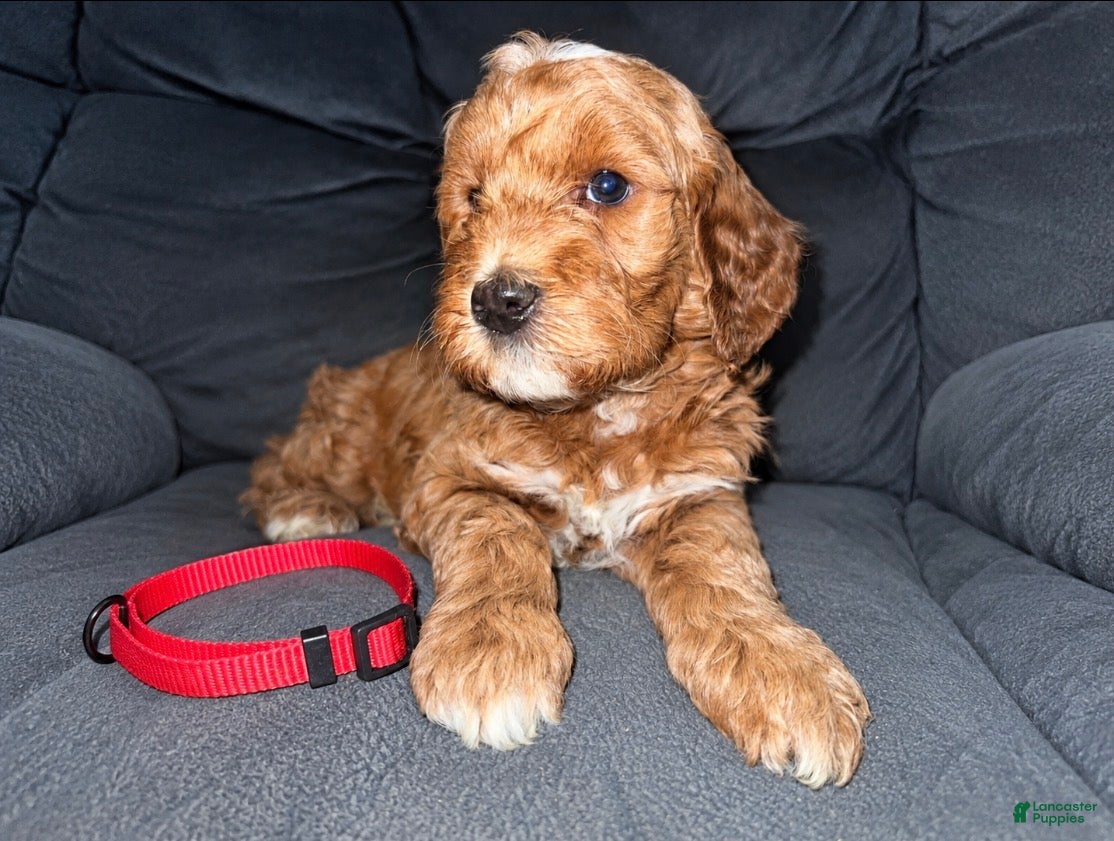 Mini Goldendoodle dogs Red Collar - Ad 2