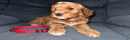 Mini Goldendoodle dogs for sale: Red Collar - Ad 8