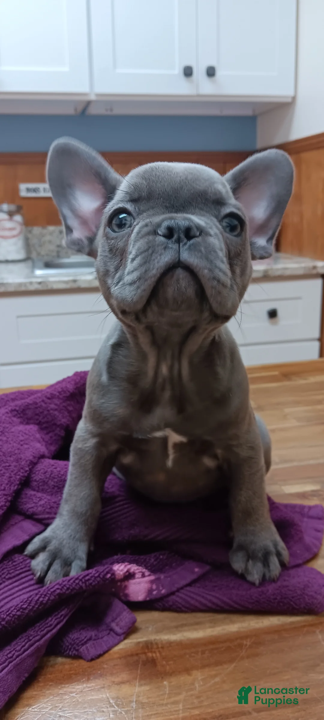 French Bulldog dogs for sale: French Bulldog Puppy 4 - Ad 2