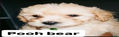 Mixed Breed 2