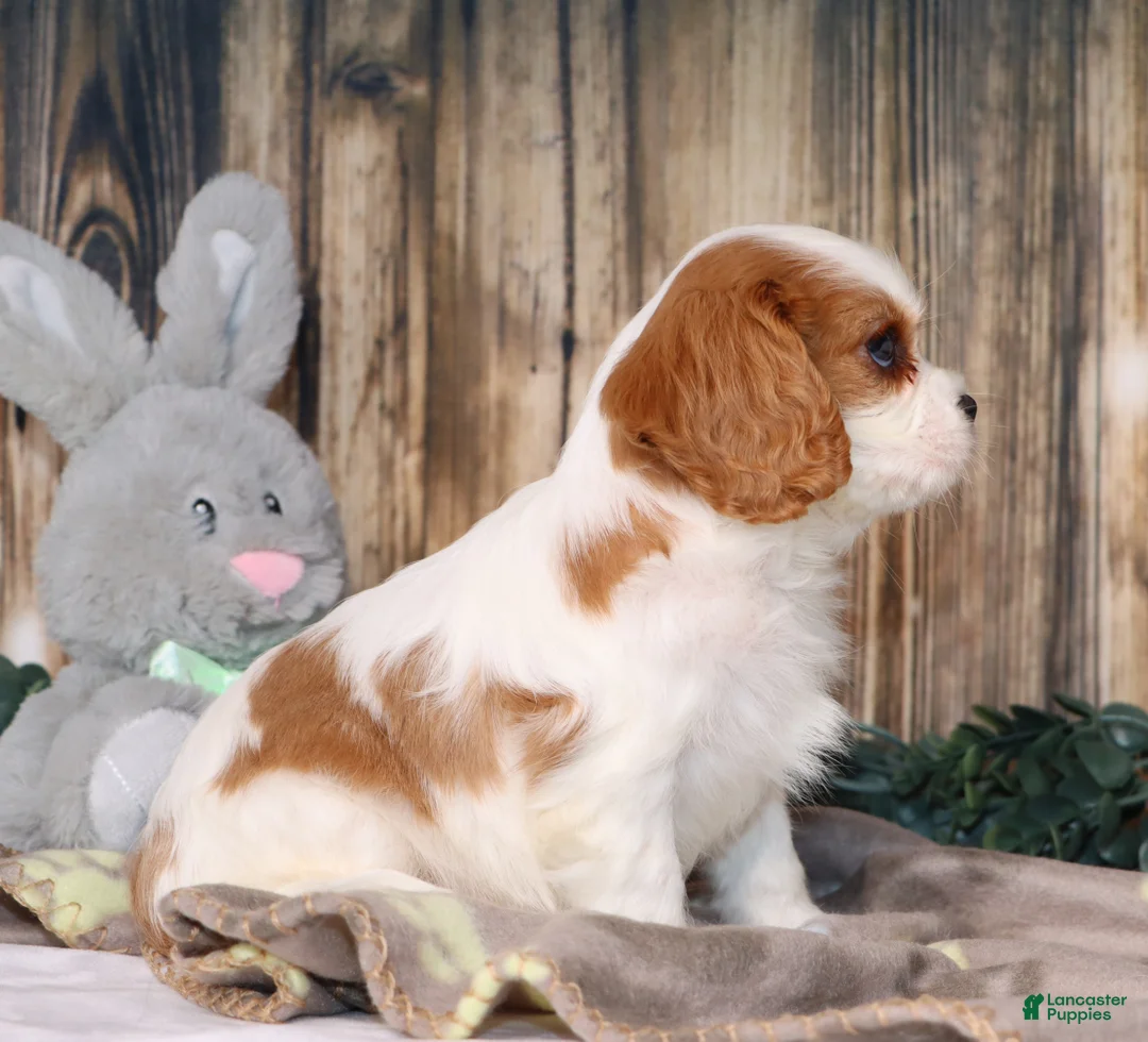 Cavalier King Charles Spaniel dogs for sale: Dallas - Ad 2