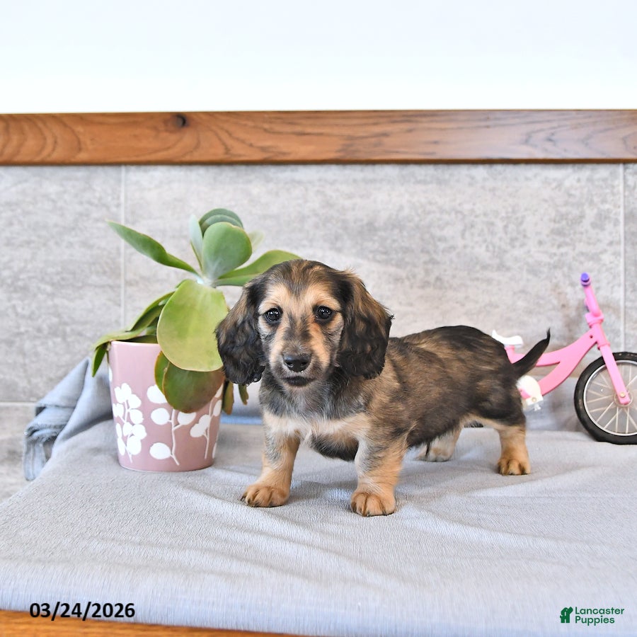 Miniature Dachshund dogs Brantley - Ad 2