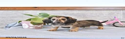 Miniature Dachshund dogs for sale: Brantley - Ad 11