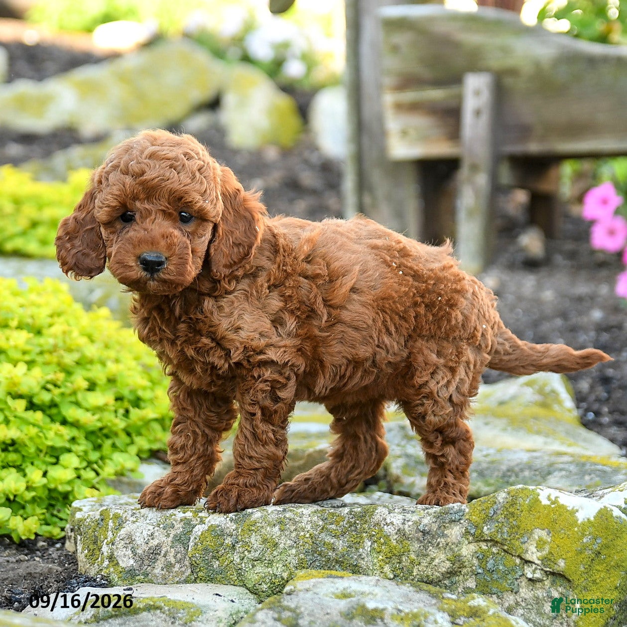 Miniature Poodle dogs Ava  - Ad 2