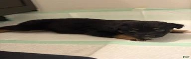  Puppy 5