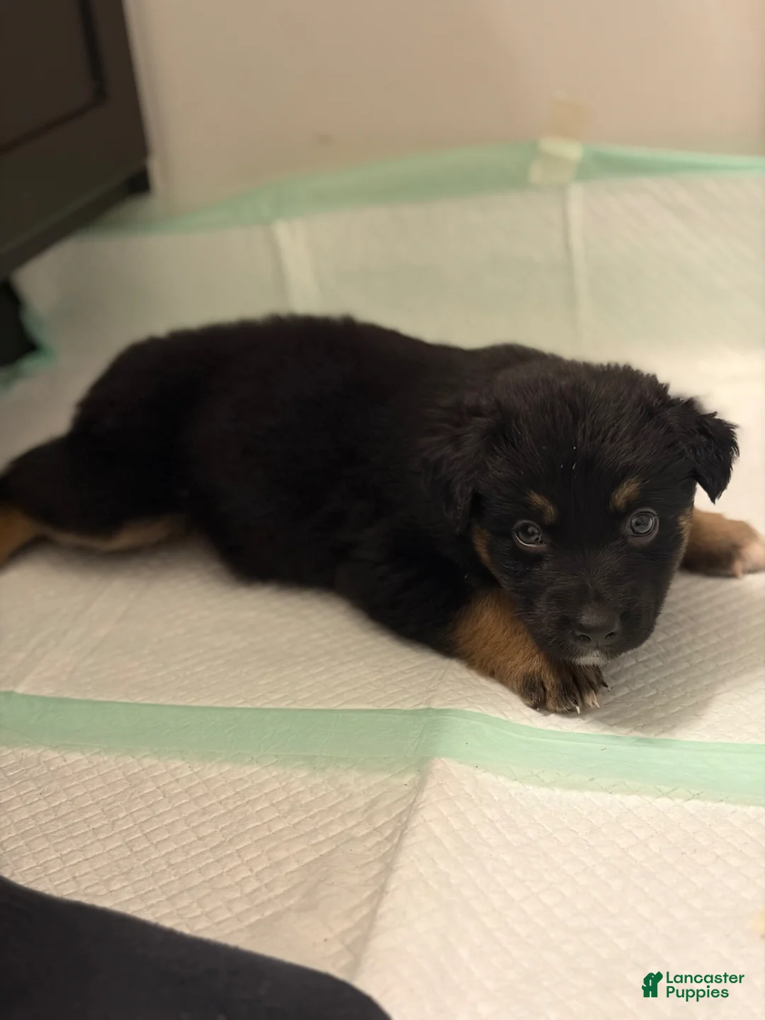 German Shepherd dogs for sale:  Puppy 5 - Ad 1
