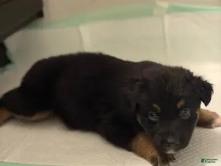 German Shepherd dogs Puppy 5 - Ad 11