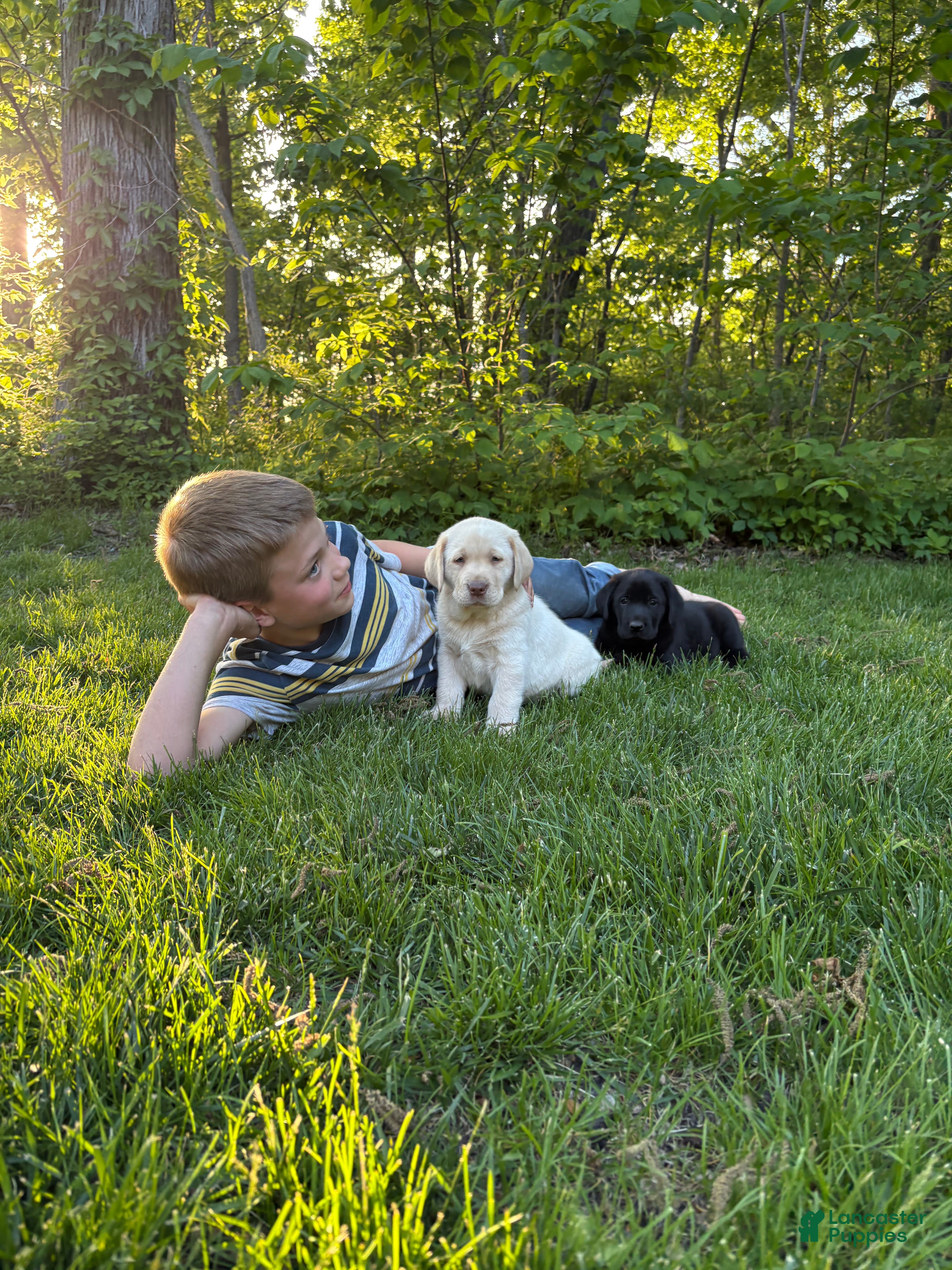 Labrador Retriever dogs Bear - Ad 2