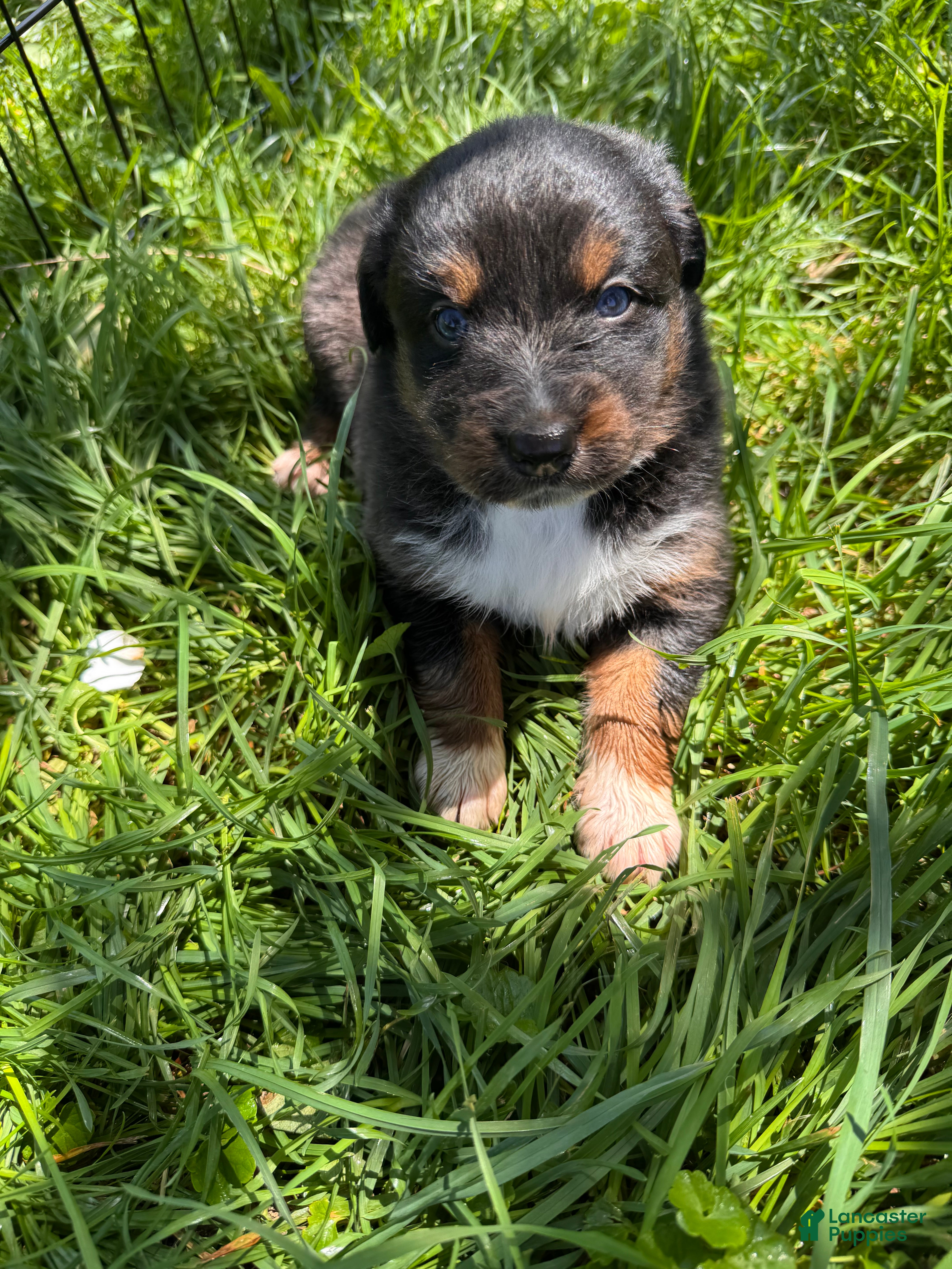 Australian Shepherd dogs Australian Shepherd 5 - Ad 21