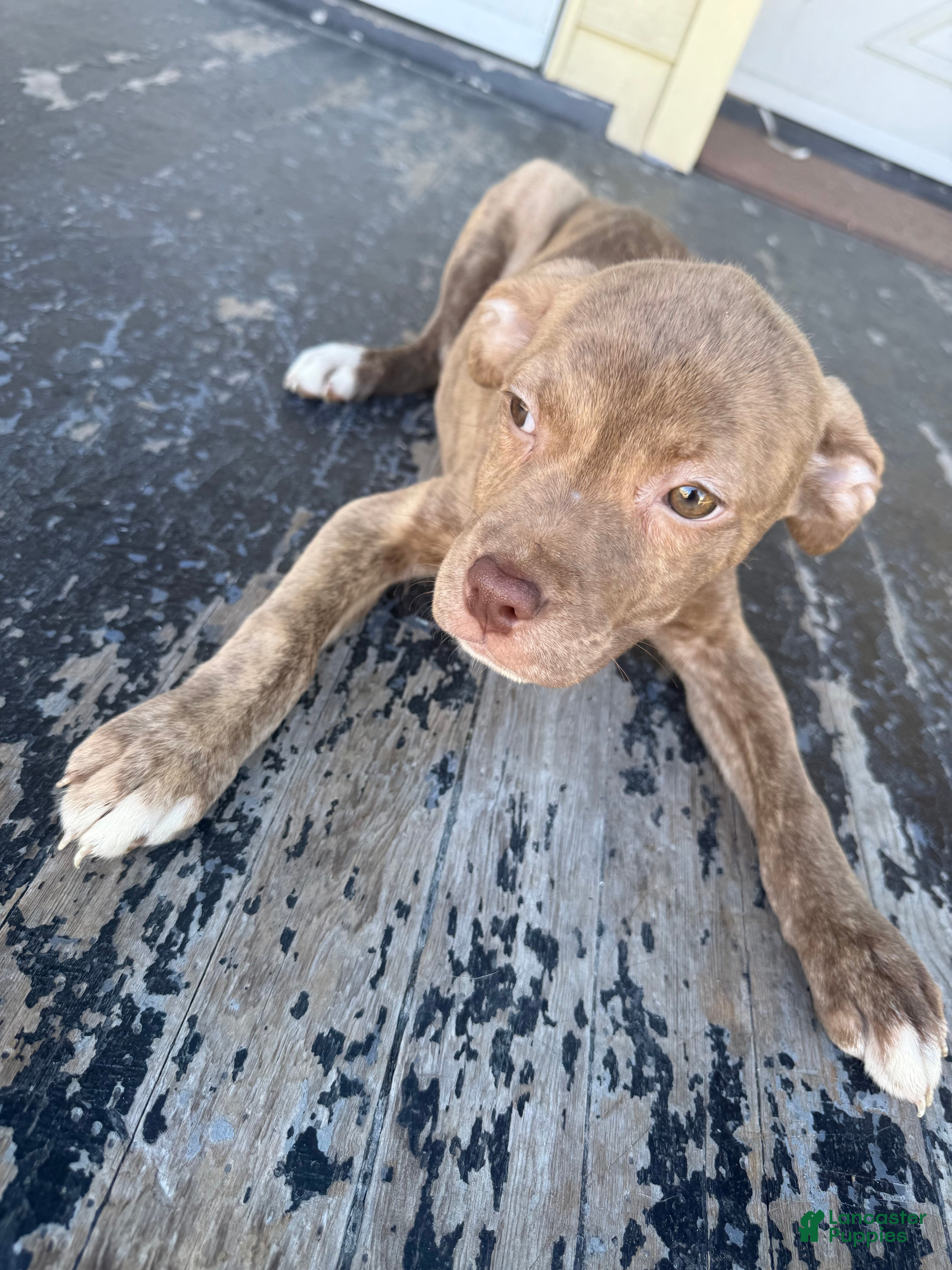 American Pit Bull Terrier dogs Stoney  - Ad 27