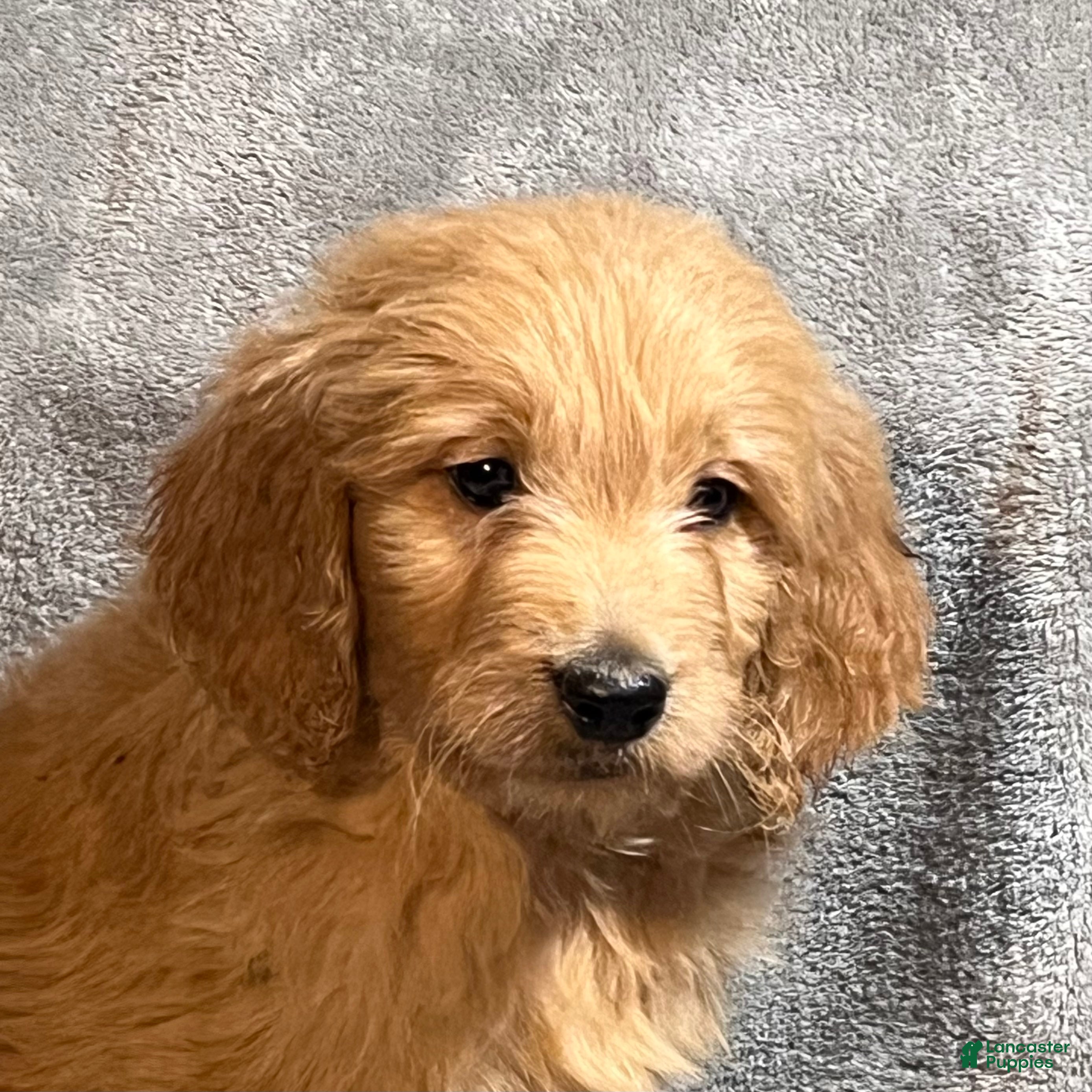 Goldendoodle dogs Levi - Ad 2