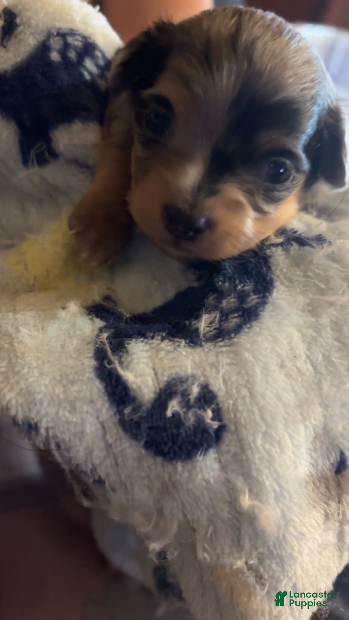 Chiweenie dogs Chiweenie Puppy 3 - Ad 3