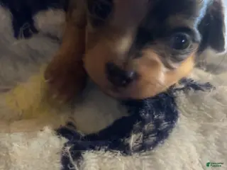 Chiweenie dogs Chiweenie Puppy 3 - Ad 3