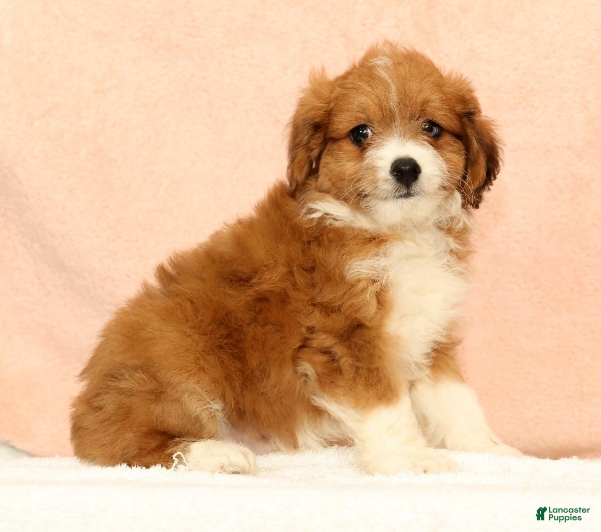 Mini Aussiedoodle dogs Myron - Ad 2