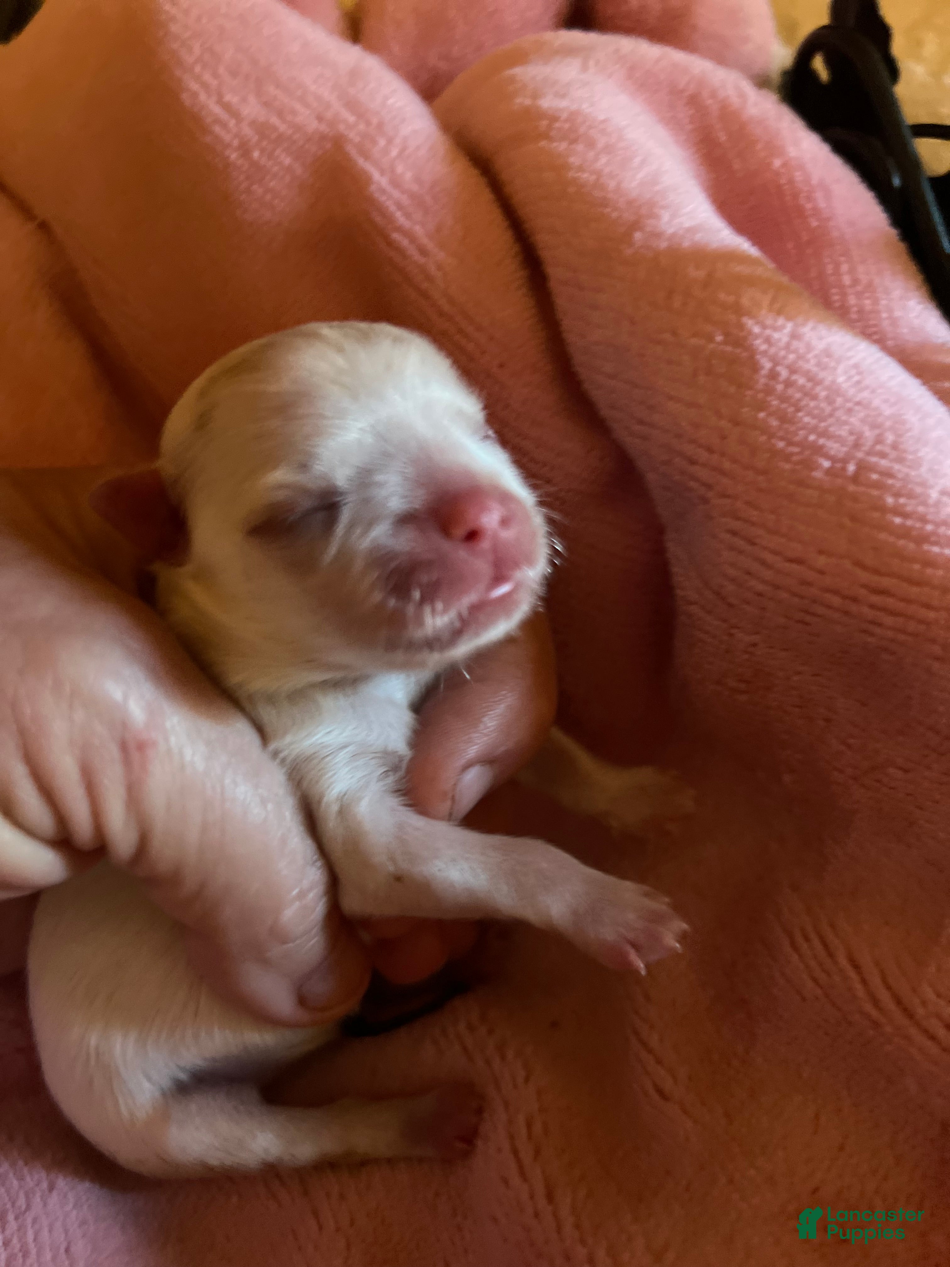 Maltese dogs Zara the Korean Maltese female - Ad 1