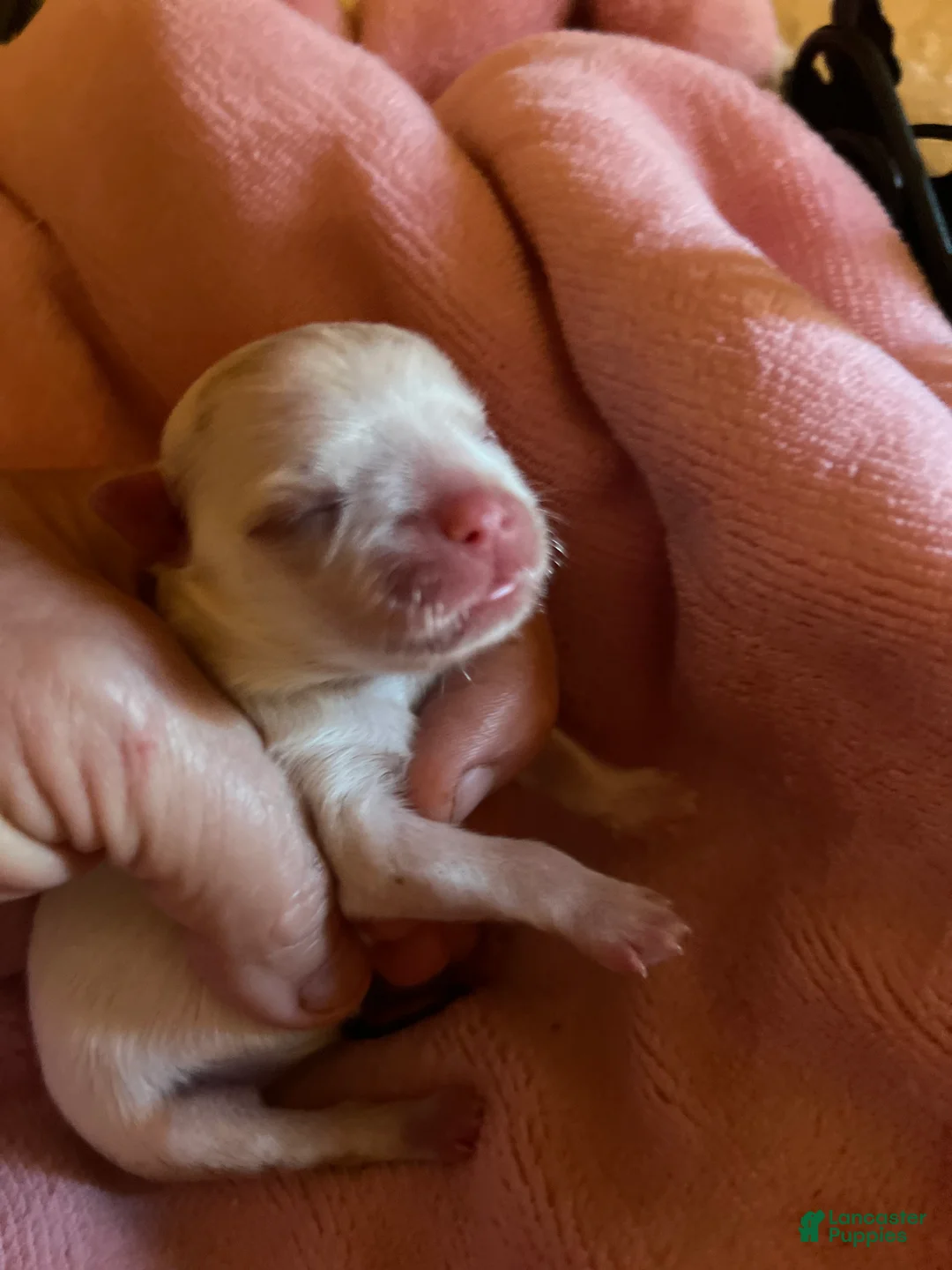 Maltese dogs for sale: Zara the Korean Maltese female - Ad 1