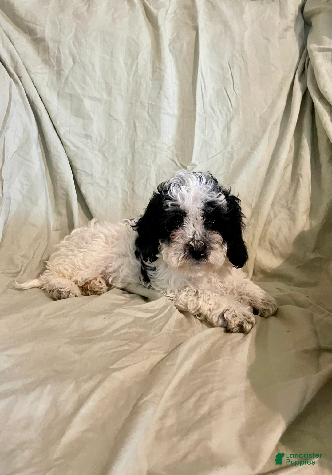 Cockapoo dogs for sale: Peaches - Ad 5