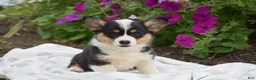 Welsh Corgi Pembroke dogs for sale: Rosie - Ad 3