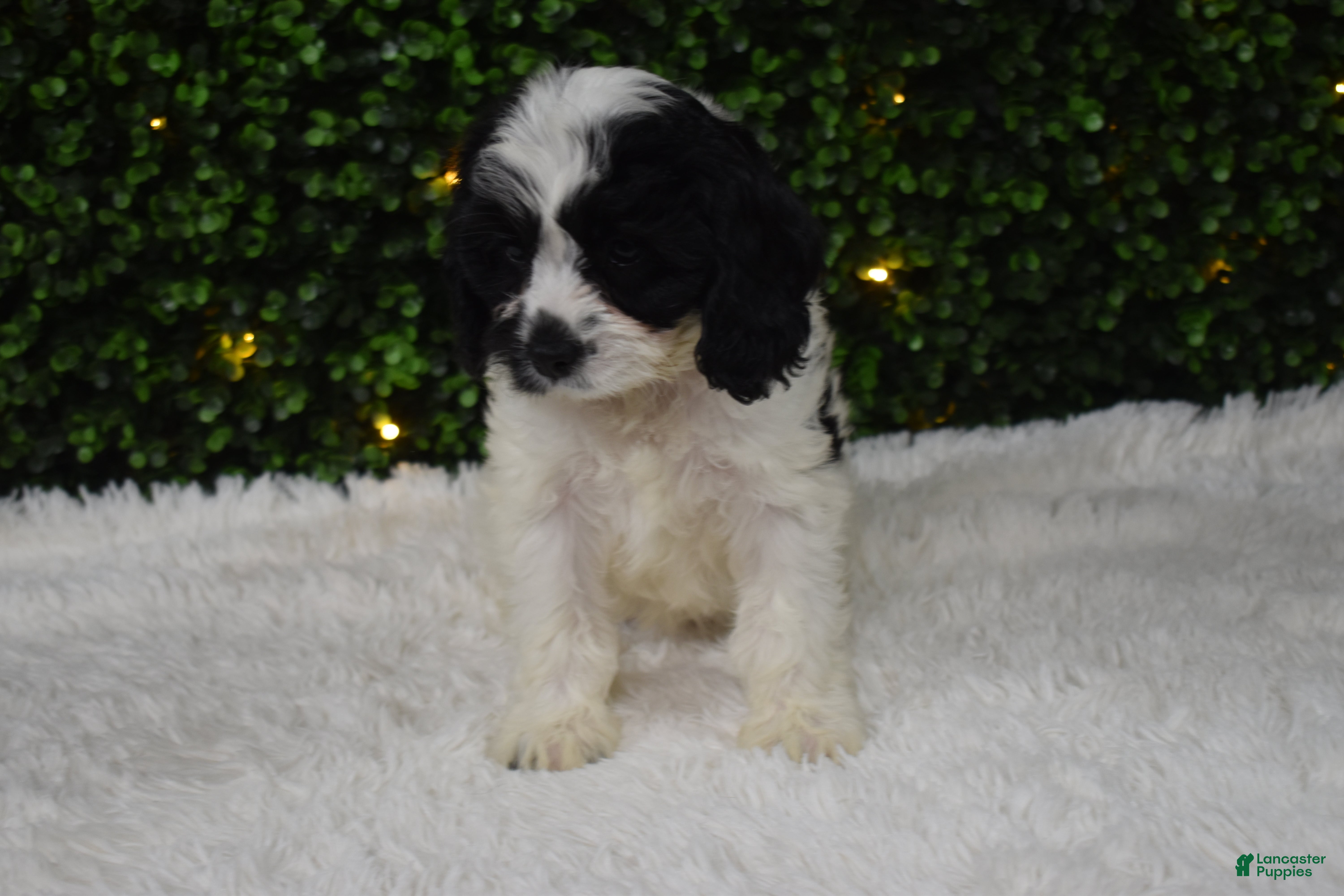 Cavapoo dogs Brandy - Ad 1