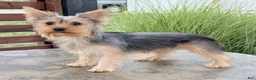 Yorkshire Terrier dogs for sale: Annie - Ad 5