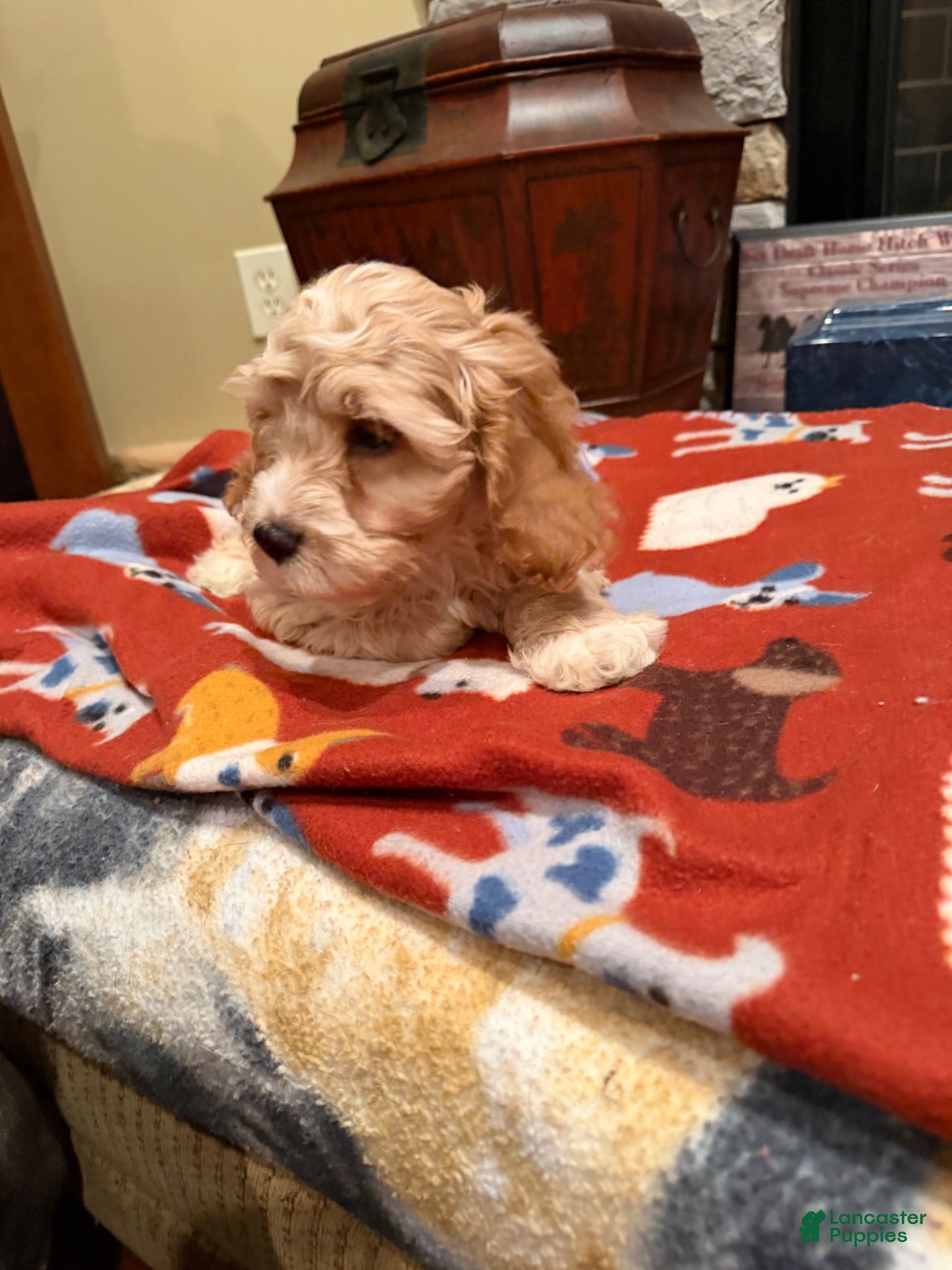 Cockapoo dogs Gino - Ad 2