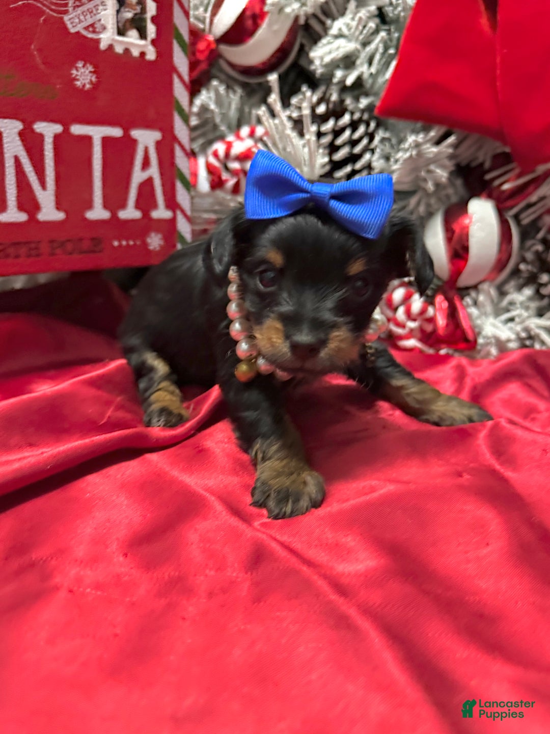 Yorkshire Terrier dogs for sale: Rigatoni  - Ad 15