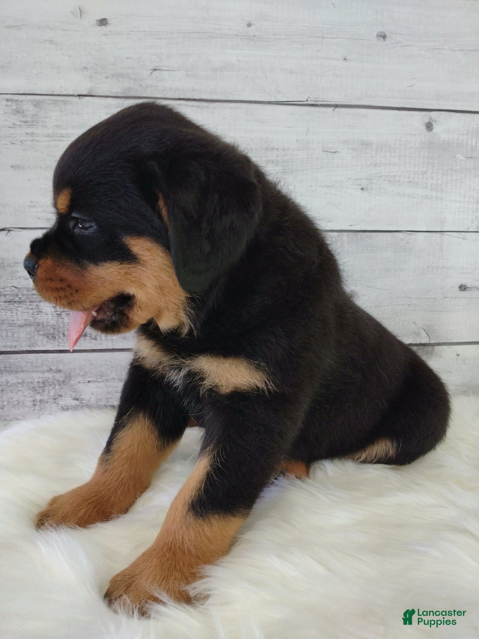 Rottweiler dogs Rico - Ad 2