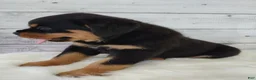 Rottweiler dogs for sale: Rico - Ad 7