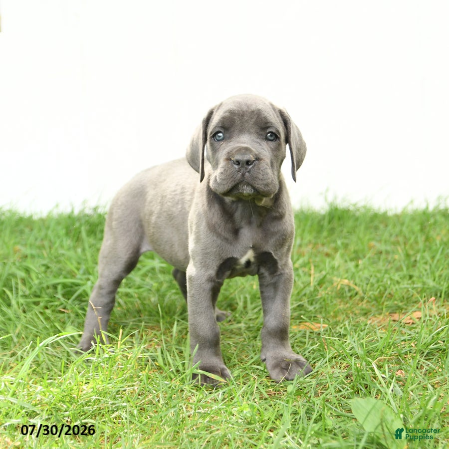 Cane Corso dogs Rosie - Ad 2