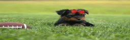 Yorkshire Terrier dogs for sale:  Benji  💛🐾 - Ad 7