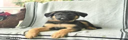 German Shepherd dogs for sale: Gunner  - Ad 5