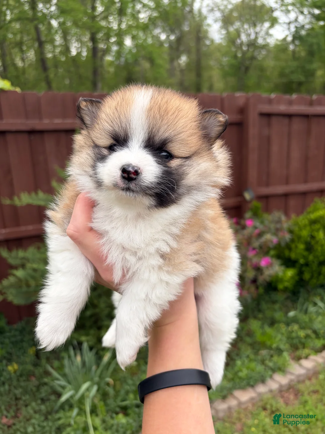 Pomeranian dogs for sale: Pomeranian Puppy 1 - Ad 1