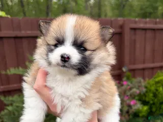 Pomeranian dogs Pomeranian Puppy 1 - Ad 20